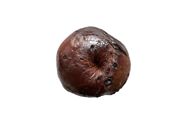 Bagel